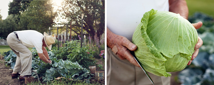 school lunches for kids